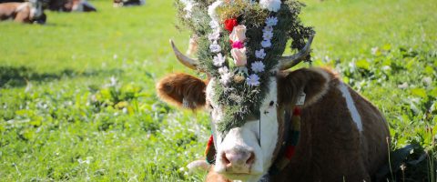 Almabtrieb in Tyrol cow cows reith im alpbachtal austria purefoodtravel