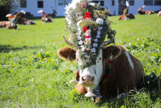 Almabtrieb in Tyrol cow cows reith im alpbachtal austria purefoodtravel