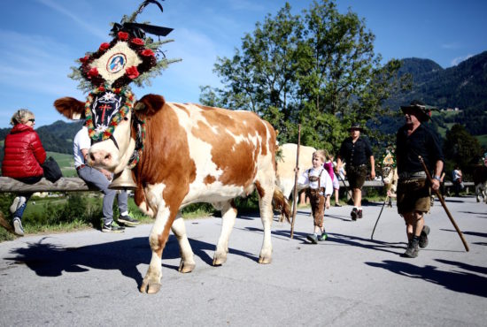 Almabtrieb in Tyrol cow cows reith im alpbachtal austria purefoodtravel