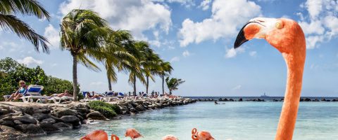 Flamingos Aruba Renaissance Hotel flamingo beach