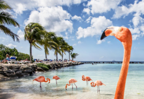 Coming soon: Pure! Aruba
