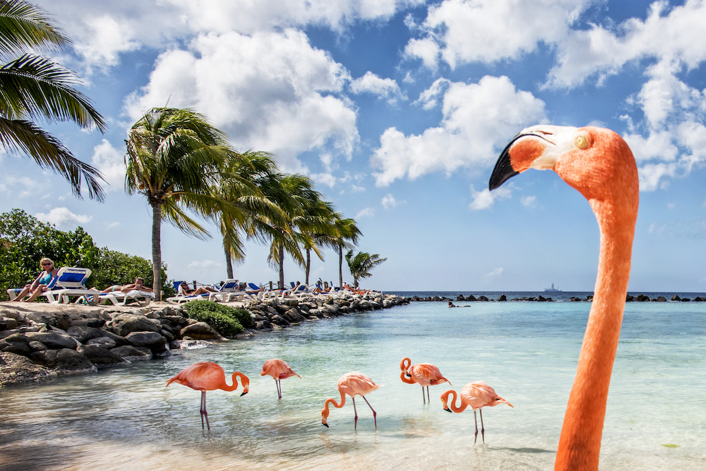 Flamingos Aruba Renaissance Hotel flamingo beach