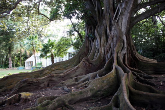 Azores botanical garden