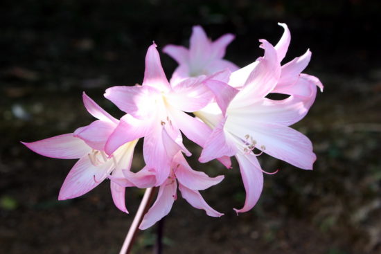 Azores botanical gardens flowers