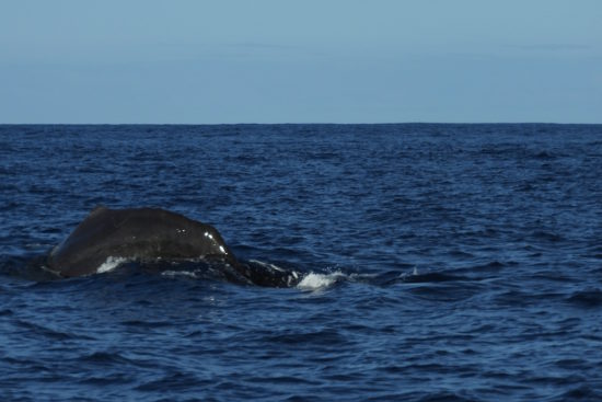 Azores whale watching