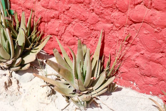 Aloe vera Aruba