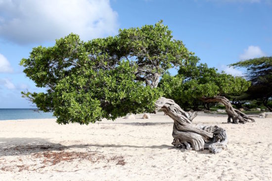 Fofoti trees Eagle Beach Aruba things to do in Aruba