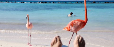 Flamingos Renaissance Island Aruba purefoodtravel things to do in Aruba