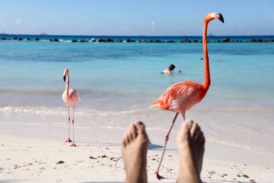 Flamingos Renaissance Island Aruba purefoodtravel things to do in Aruba