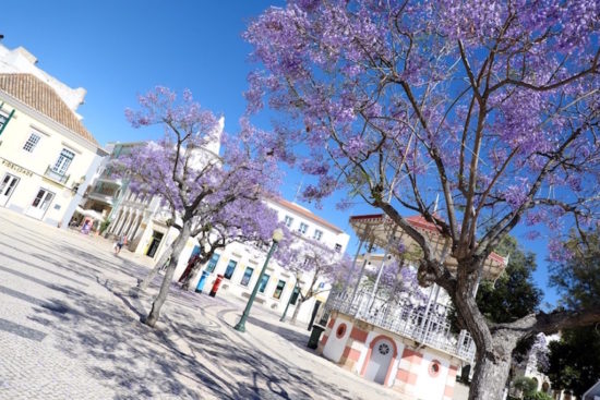 FaroJacaranda tree