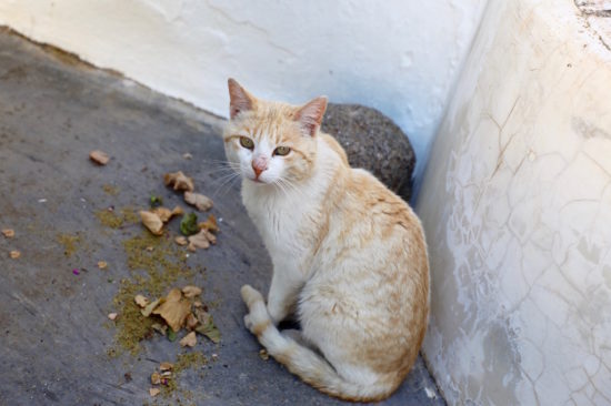 Companhia das Culturas algarve cat