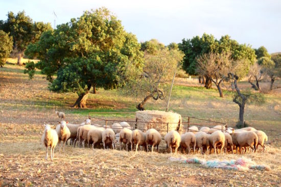 Ses cases noves Mallorca boutique rural hotel agriturismo